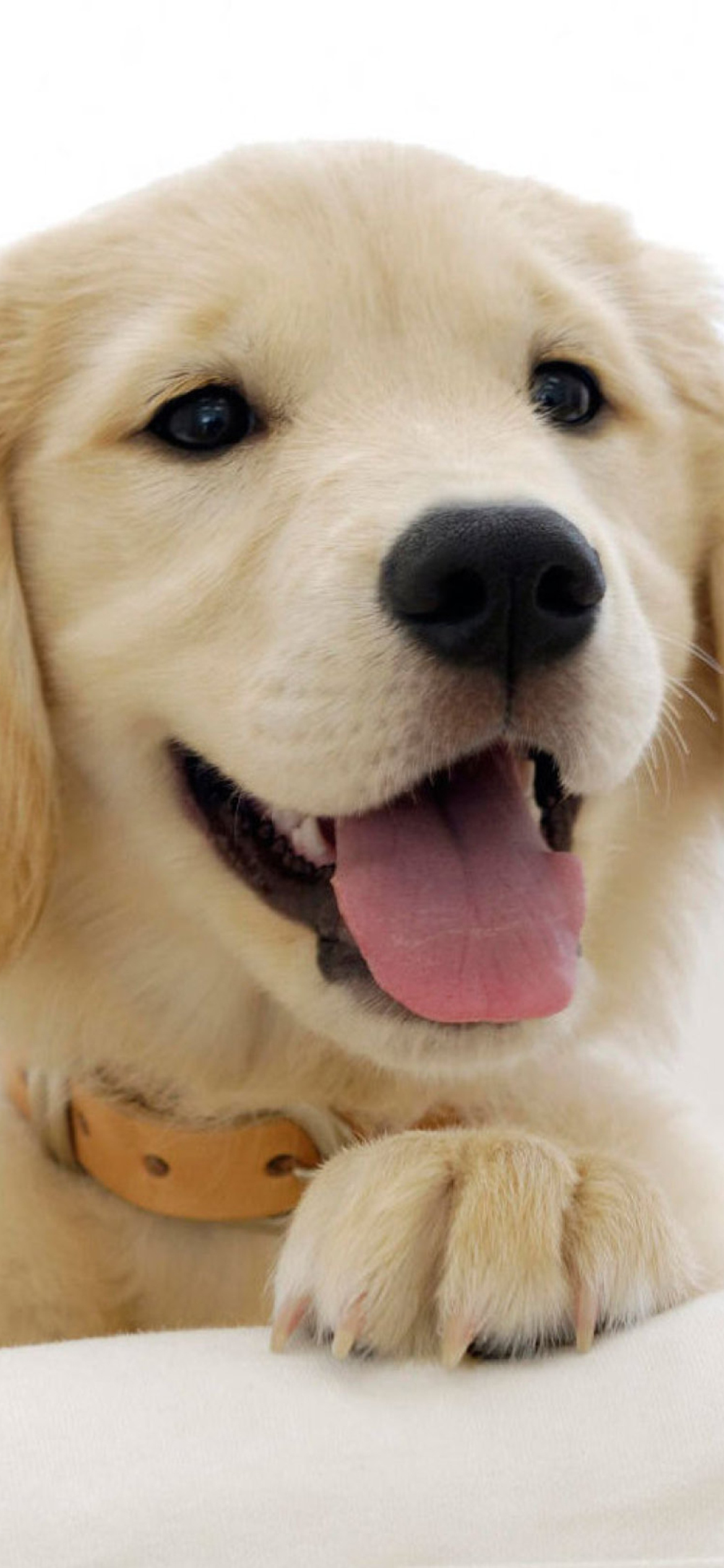 Screenshot №1 pro téma Cute Smiling Puppy 1170x2532