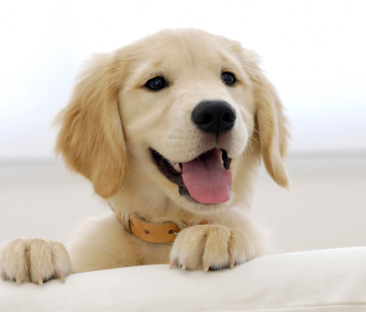 Das Cute Smiling Puppy Wallpaper 1200x1024