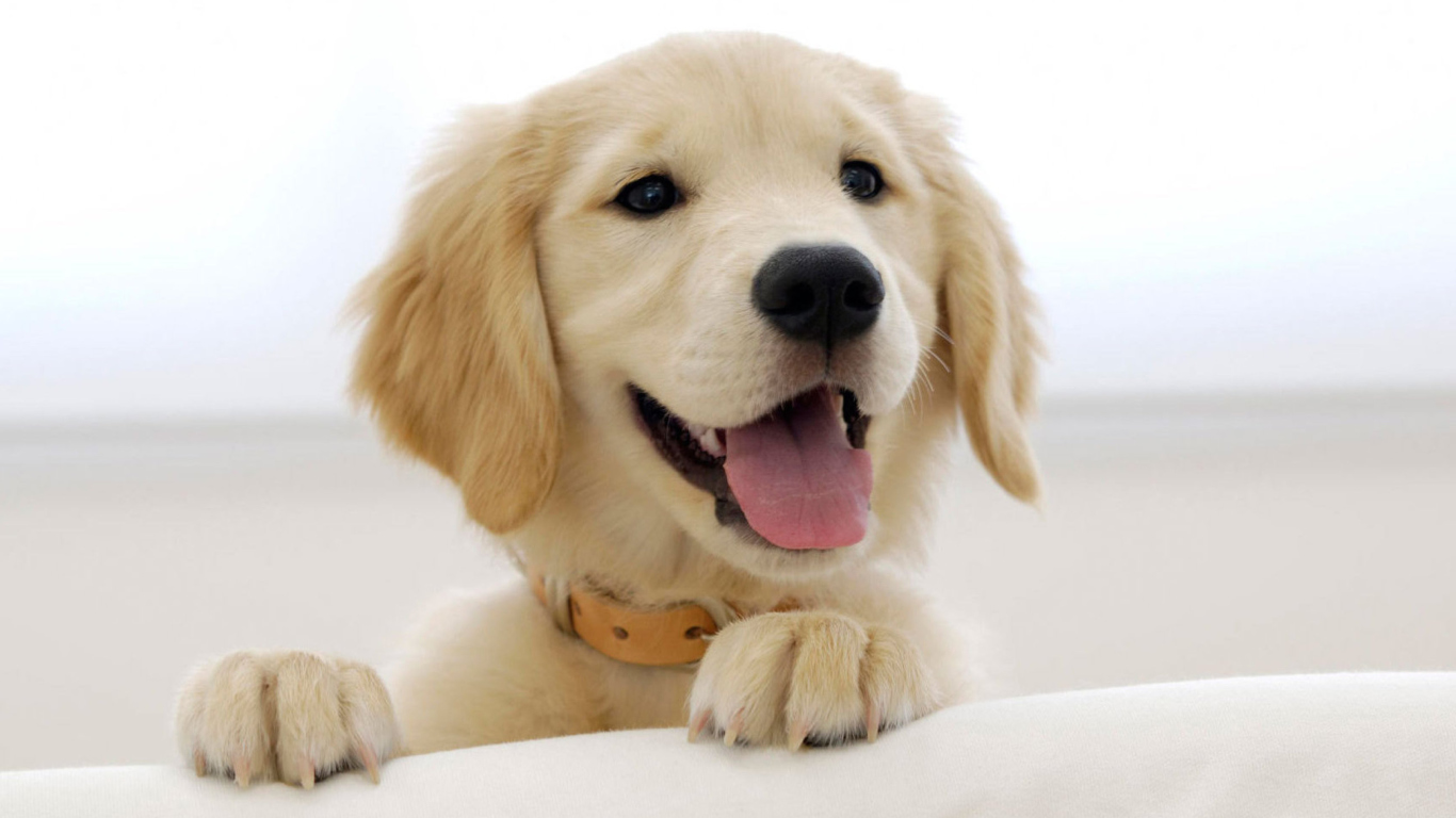 Cute Smiling Puppy screenshot #1 1366x768