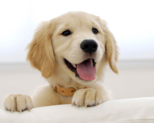 Das Cute Smiling Puppy Wallpaper 220x176