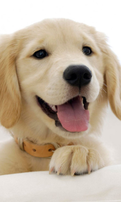 Cute Smiling Puppy wallpaper 240x400