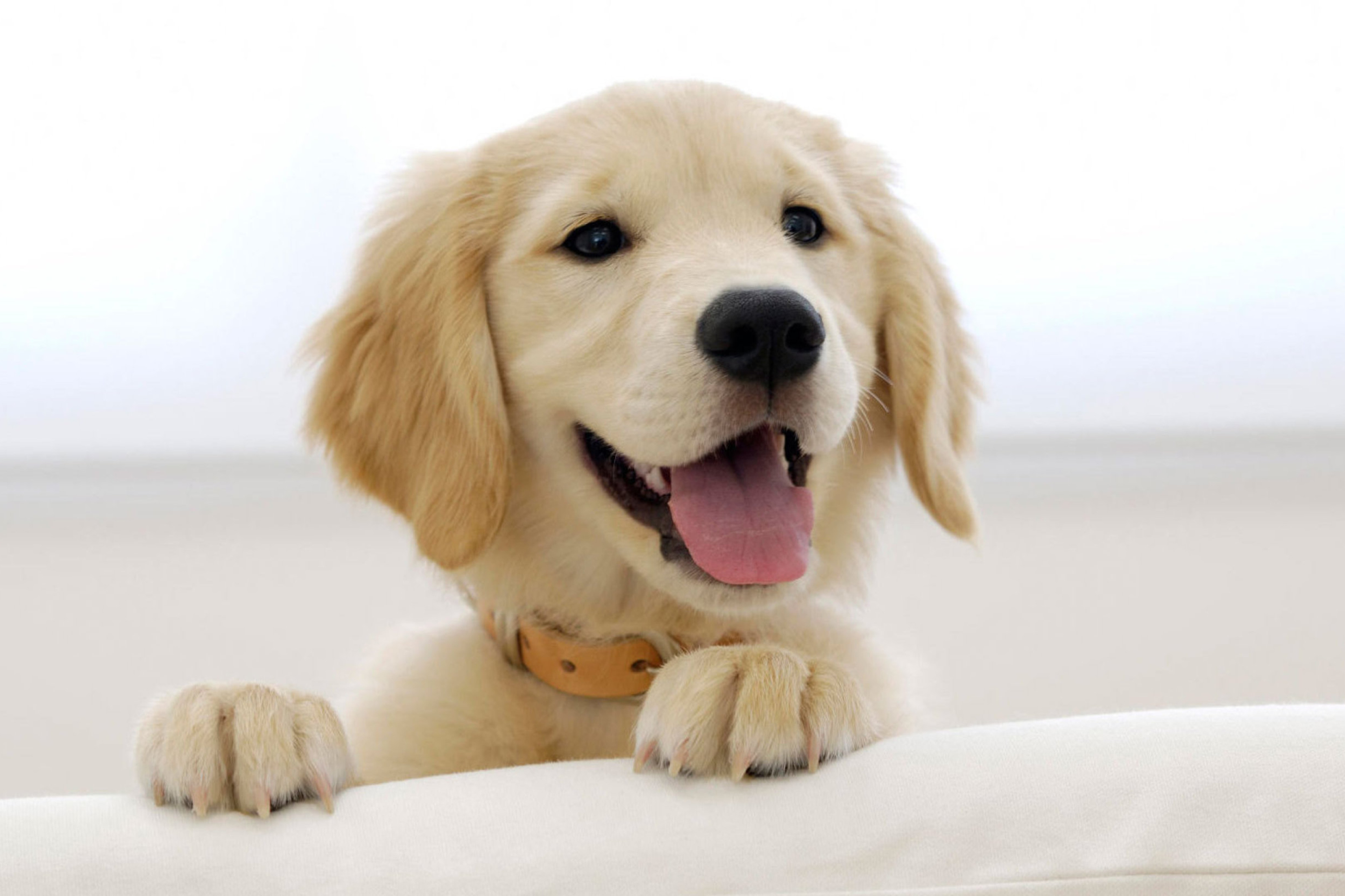 Screenshot №1 pro téma Cute Smiling Puppy 2880x1920