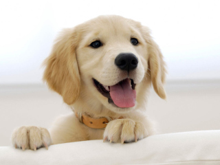 Das Cute Smiling Puppy Wallpaper 320x240