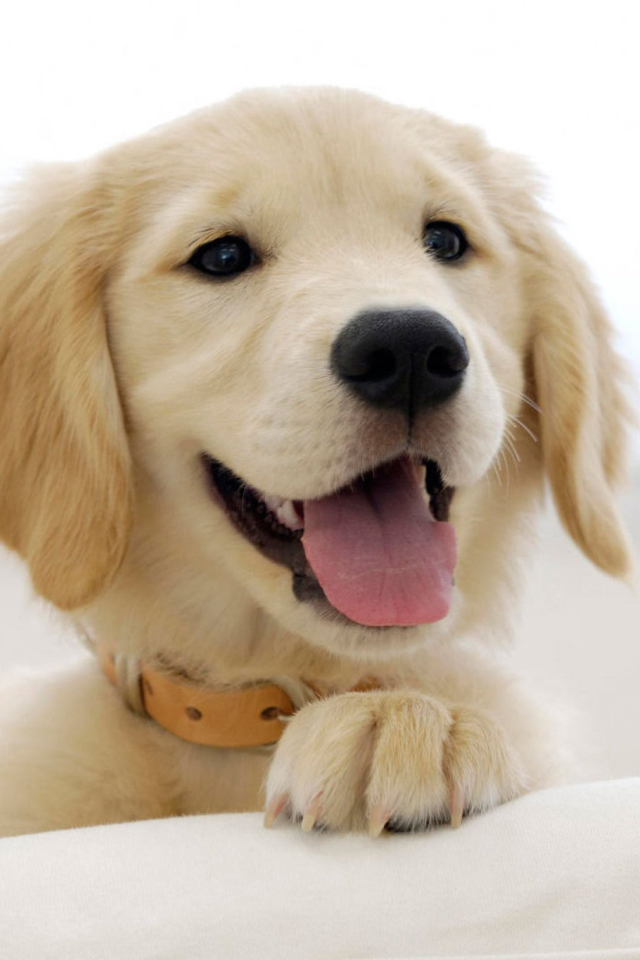 Das Cute Smiling Puppy Wallpaper 640x960