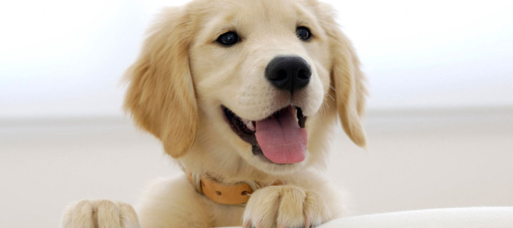 Cute Smiling Puppy wallpaper 720x320