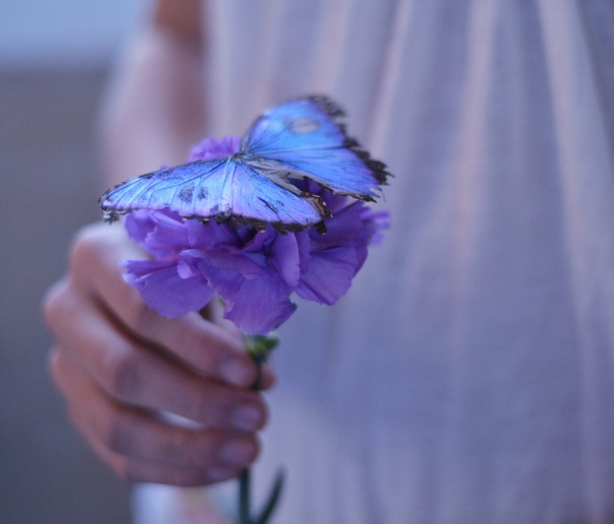 Blue Butterfly On Blue Flower screenshot #1 1200x1024