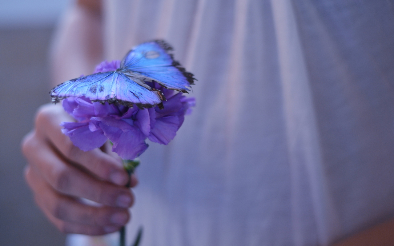 Blue Butterfly On Blue Flower wallpaper 1280x800