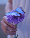Sfondi Blue Butterfly On Blue Flower 128x160