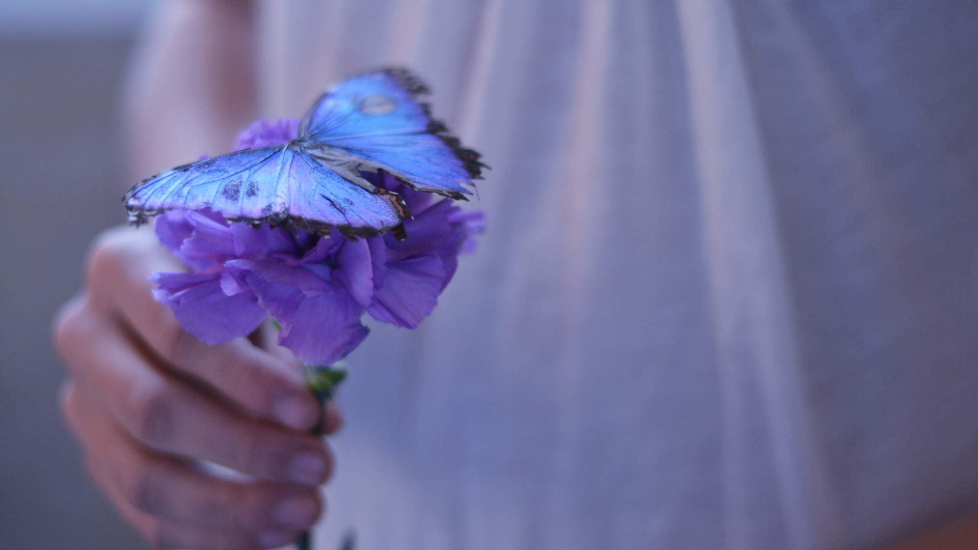 Обои Blue Butterfly On Blue Flower 1920x1080