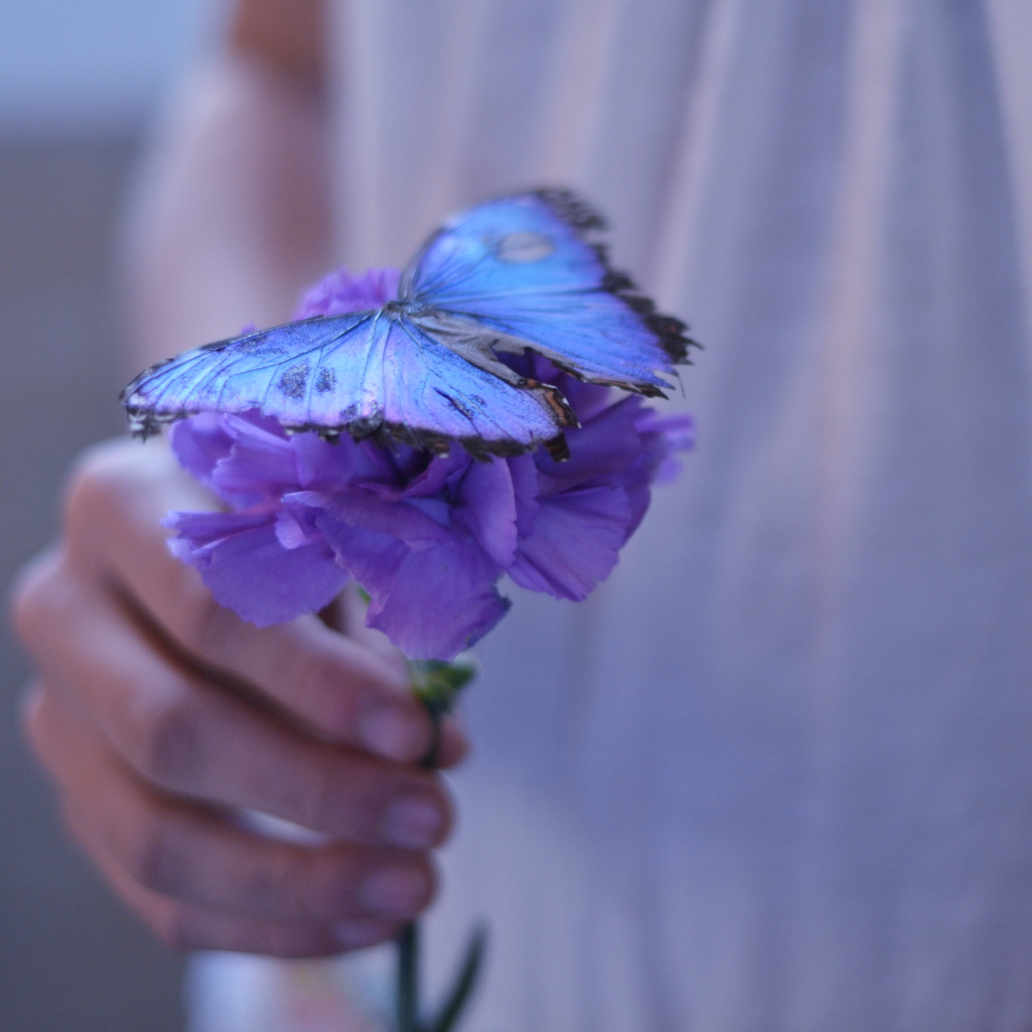 Fondo de pantalla Blue Butterfly On Blue Flower 2048x2048