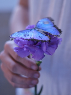 Обои Blue Butterfly On Blue Flower 240x320