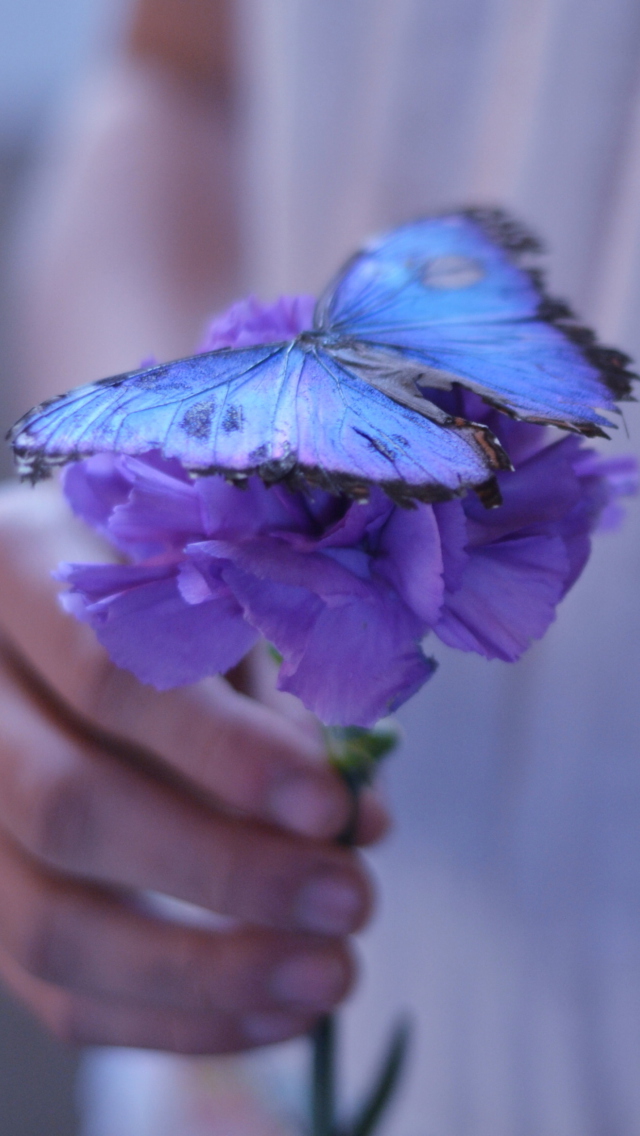 Обои Blue Butterfly On Blue Flower 640x1136