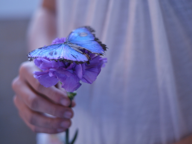 Sfondi Blue Butterfly On Blue Flower 640x480