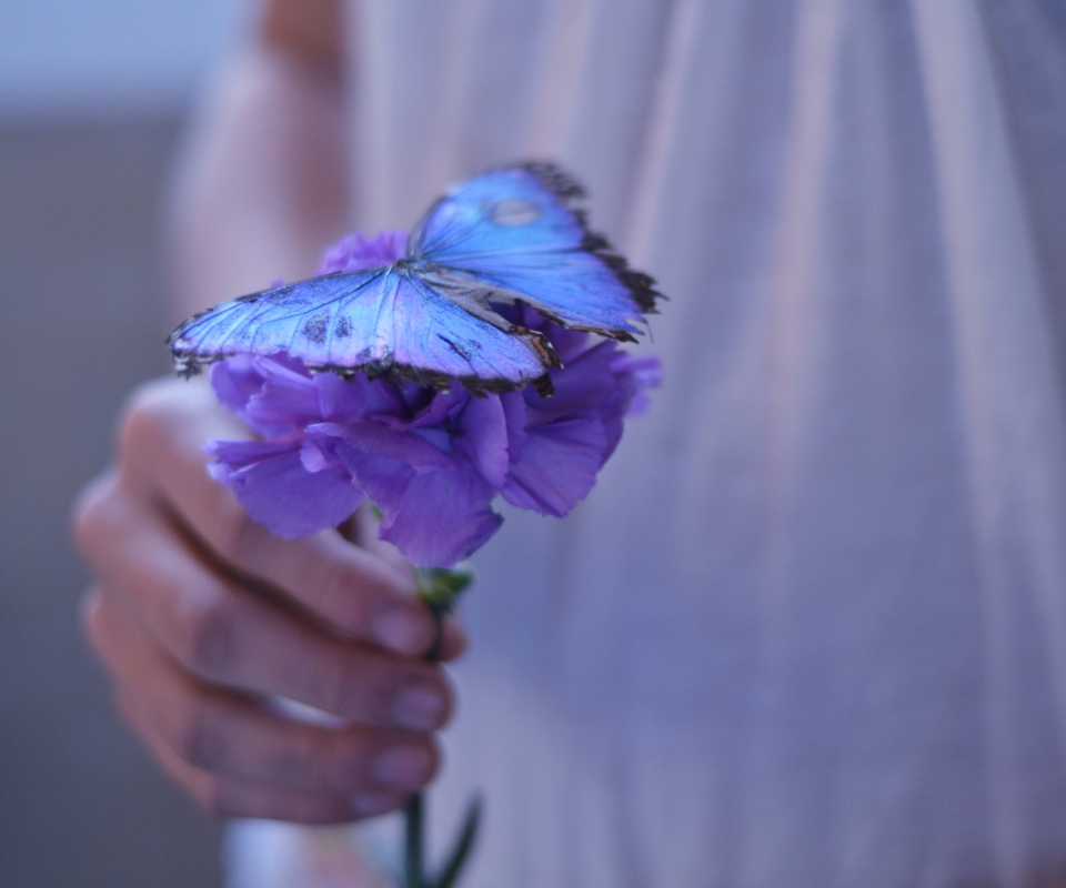 Blue Butterfly On Blue Flower screenshot #1 960x800