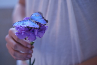 Blue Butterfly On Blue Flower Picture for Android, iPhone and iPad