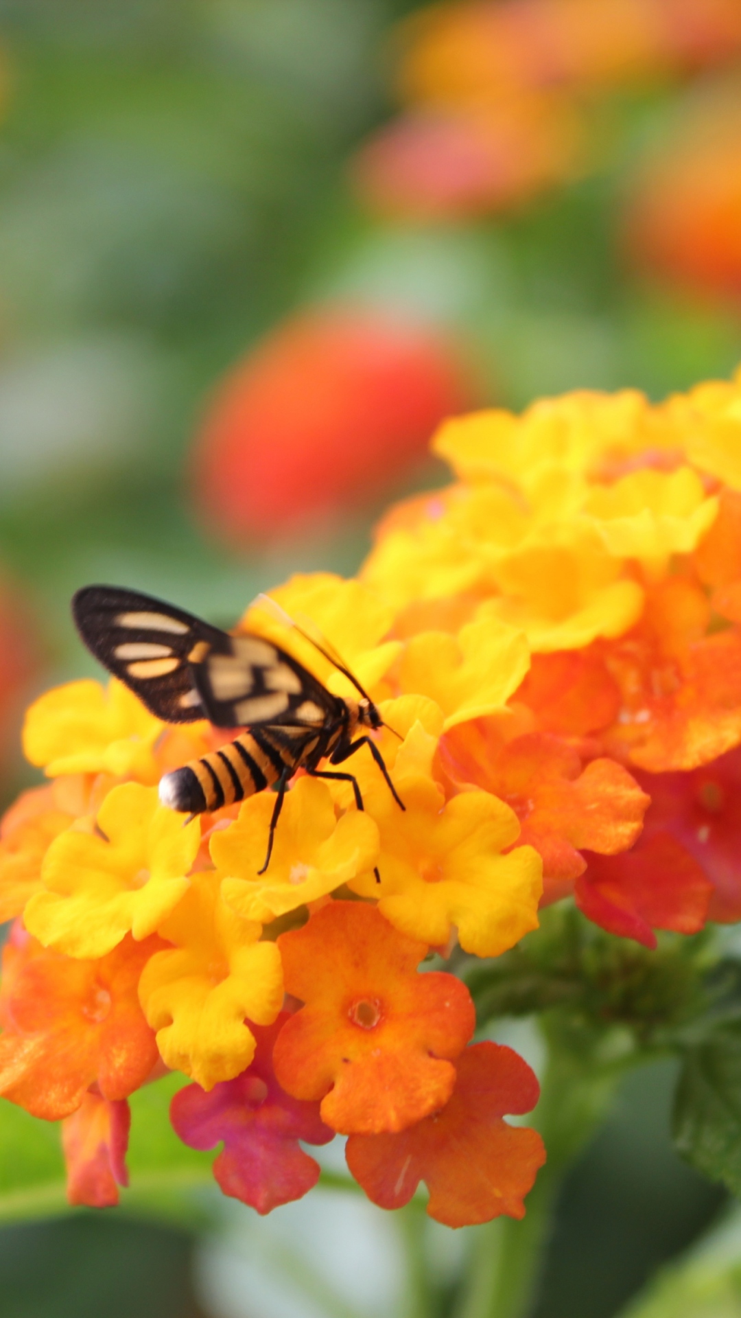Обои Bee On Orange Flowers 1080x1920