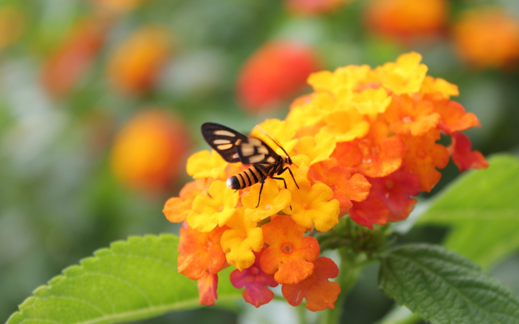 Обои Bee On Orange Flowers 1680x1050