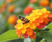 Bee On Orange Flowers screenshot #1 176x144