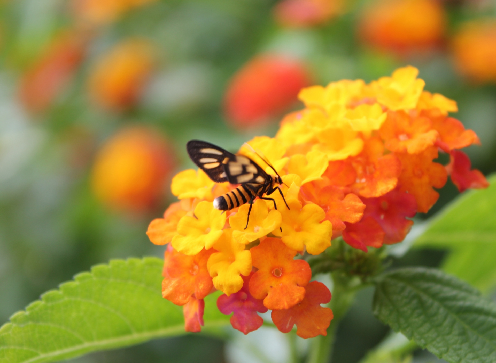 Sfondi Bee On Orange Flowers 1920x1408