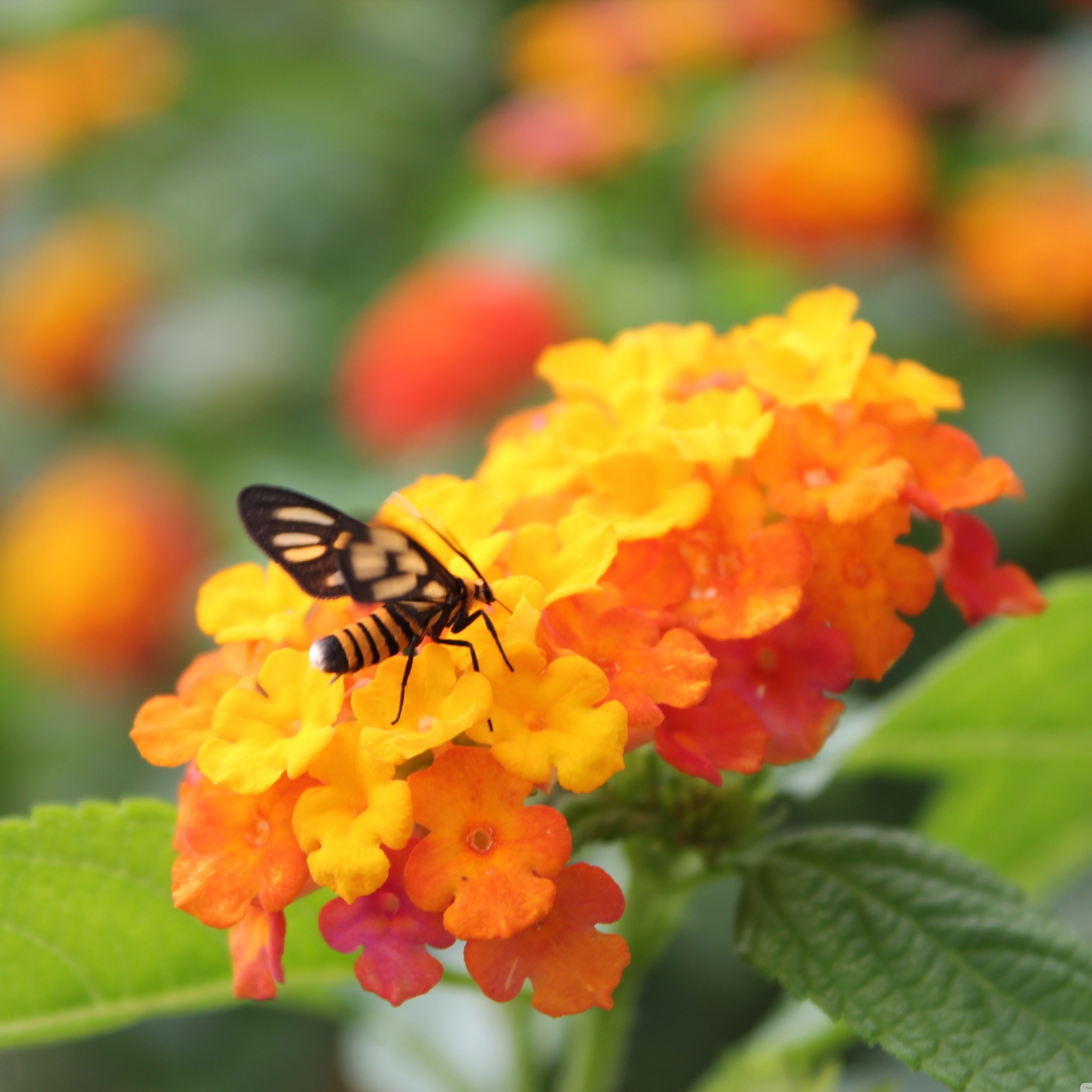 Fondo de pantalla Bee On Orange Flowers 2048x2048