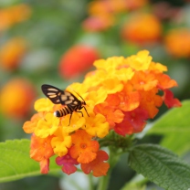 Обои Bee On Orange Flowers 208x208