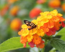 Fondo de pantalla Bee On Orange Flowers 220x176