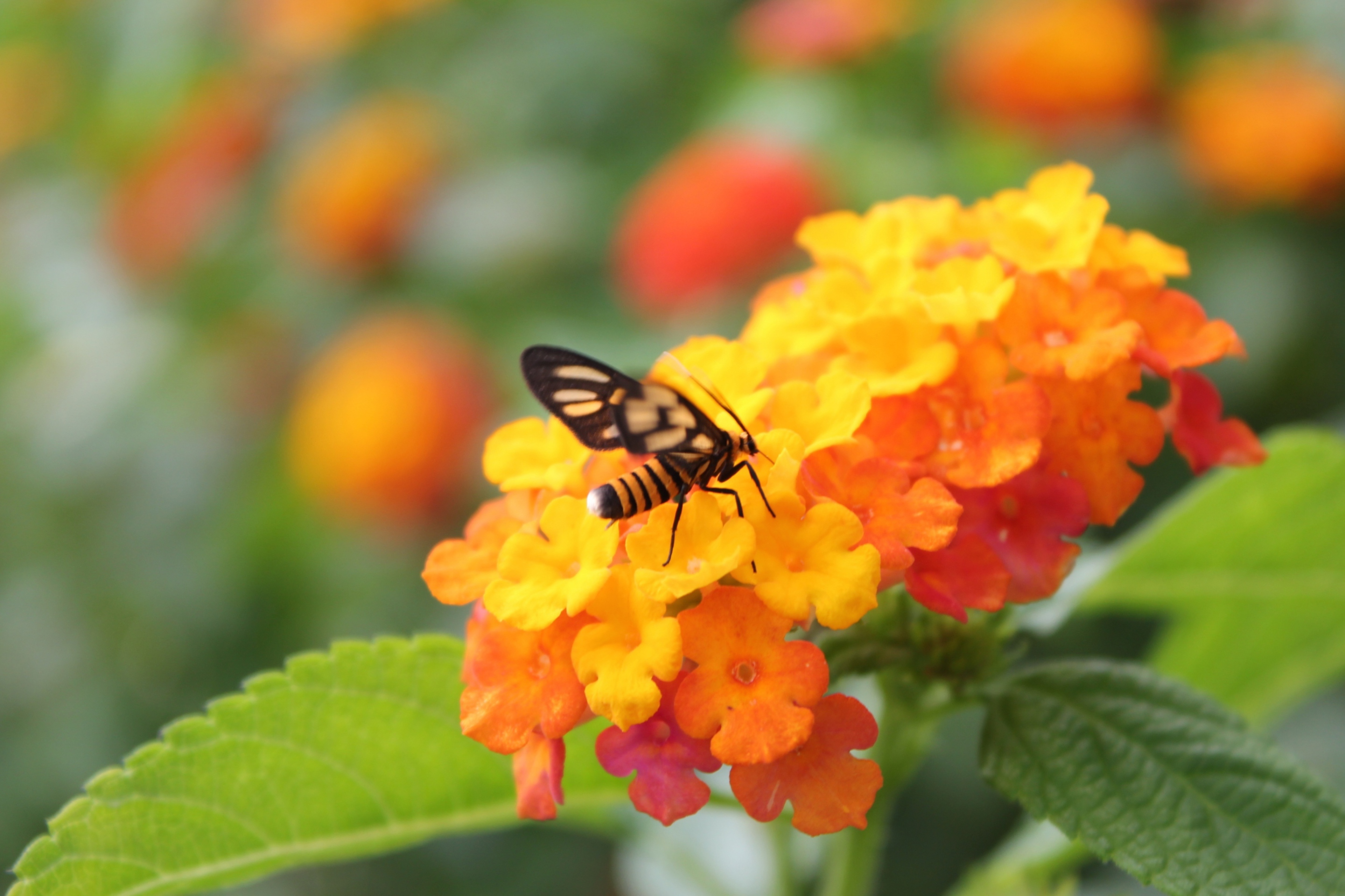 Обои Bee On Orange Flowers 2880x1920