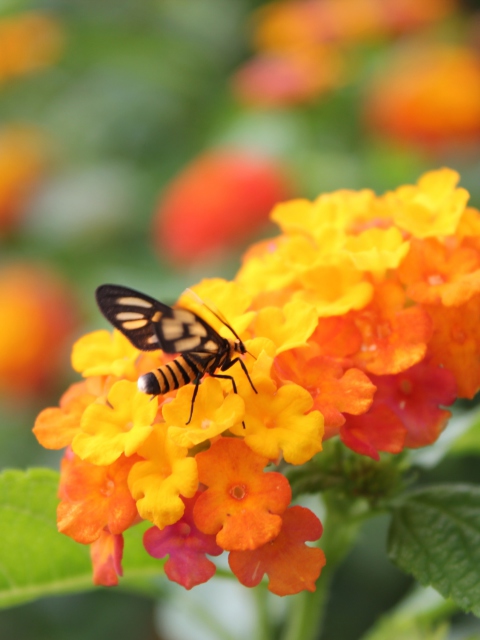 Sfondi Bee On Orange Flowers 480x640