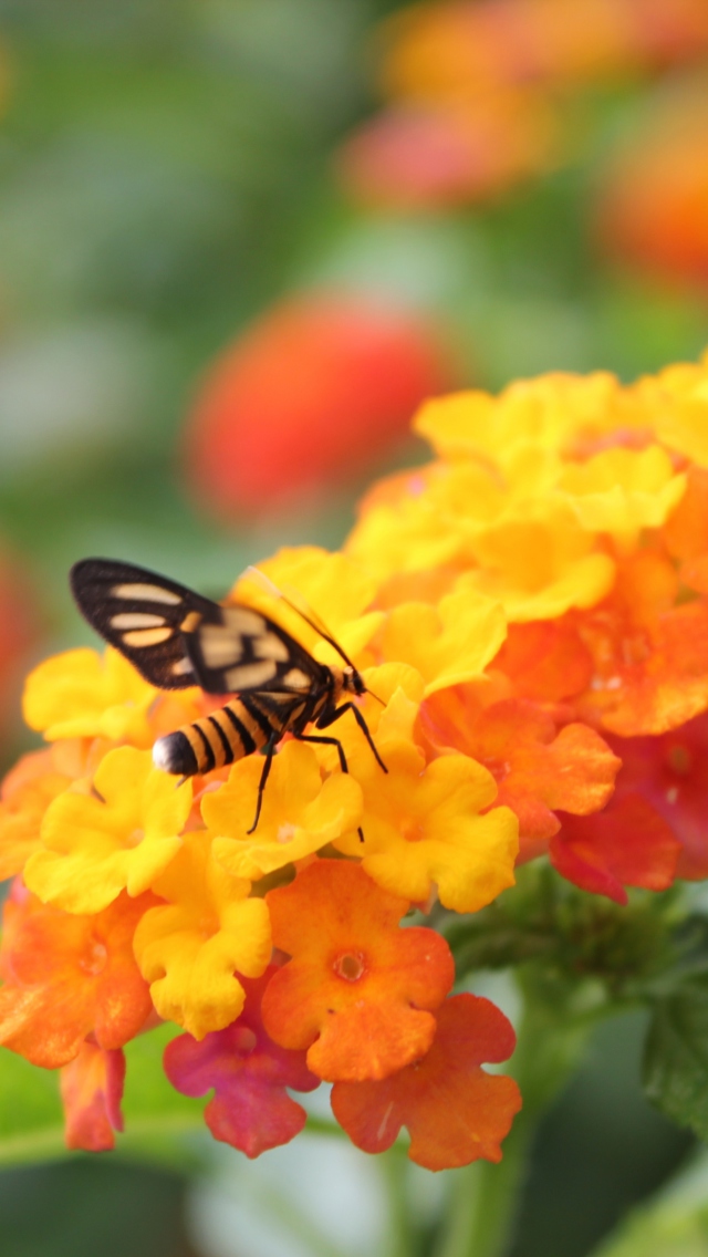 Обои Bee On Orange Flowers 640x1136