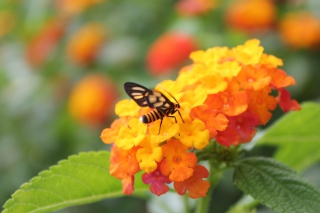 Bee On Orange Flowers - Obrázkek zdarma 