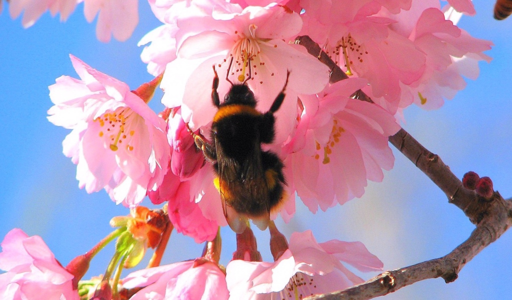 Screenshot №1 pro téma Bee And Pink Flower 1024x600