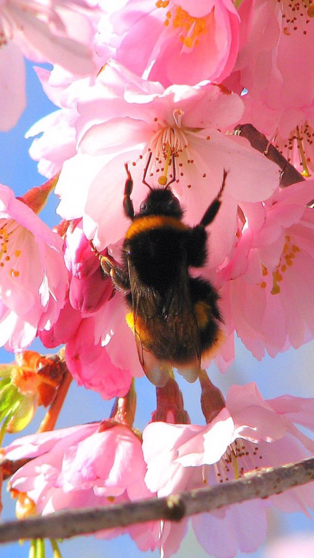 Das Bee And Pink Flower Wallpaper 1080x1920