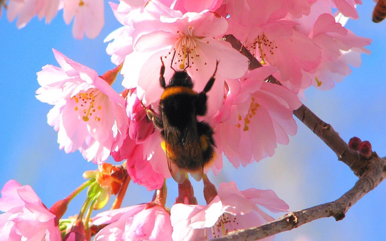 Fondo de pantalla Bee And Pink Flower 1280x800