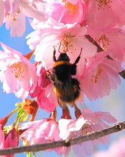 Das Bee And Pink Flower Wallpaper 176x220