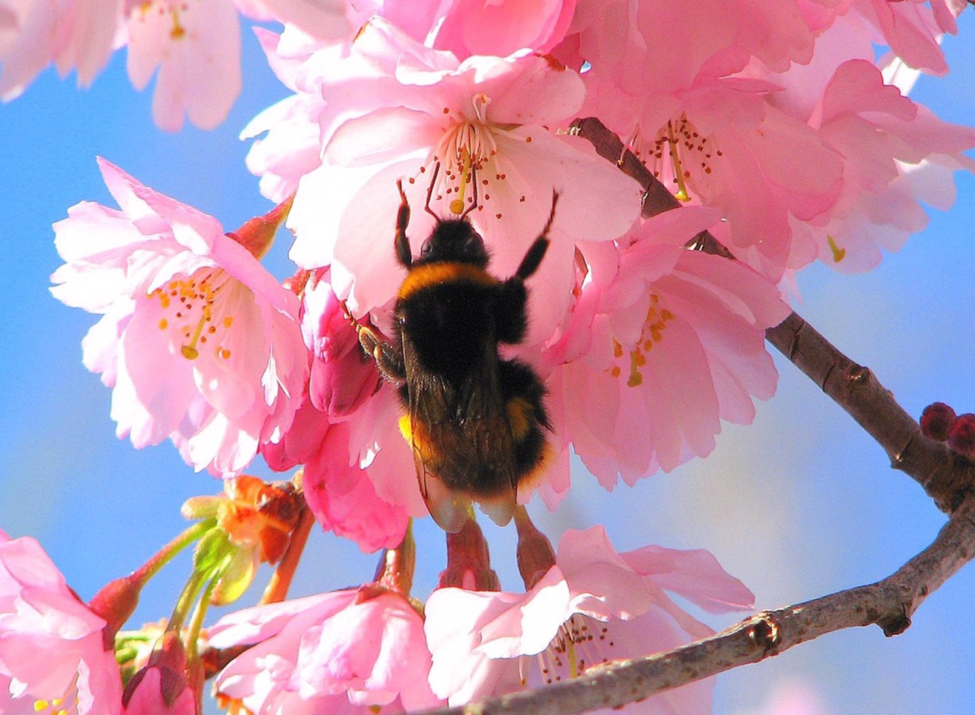 Das Bee And Pink Flower Wallpaper 1920x1408