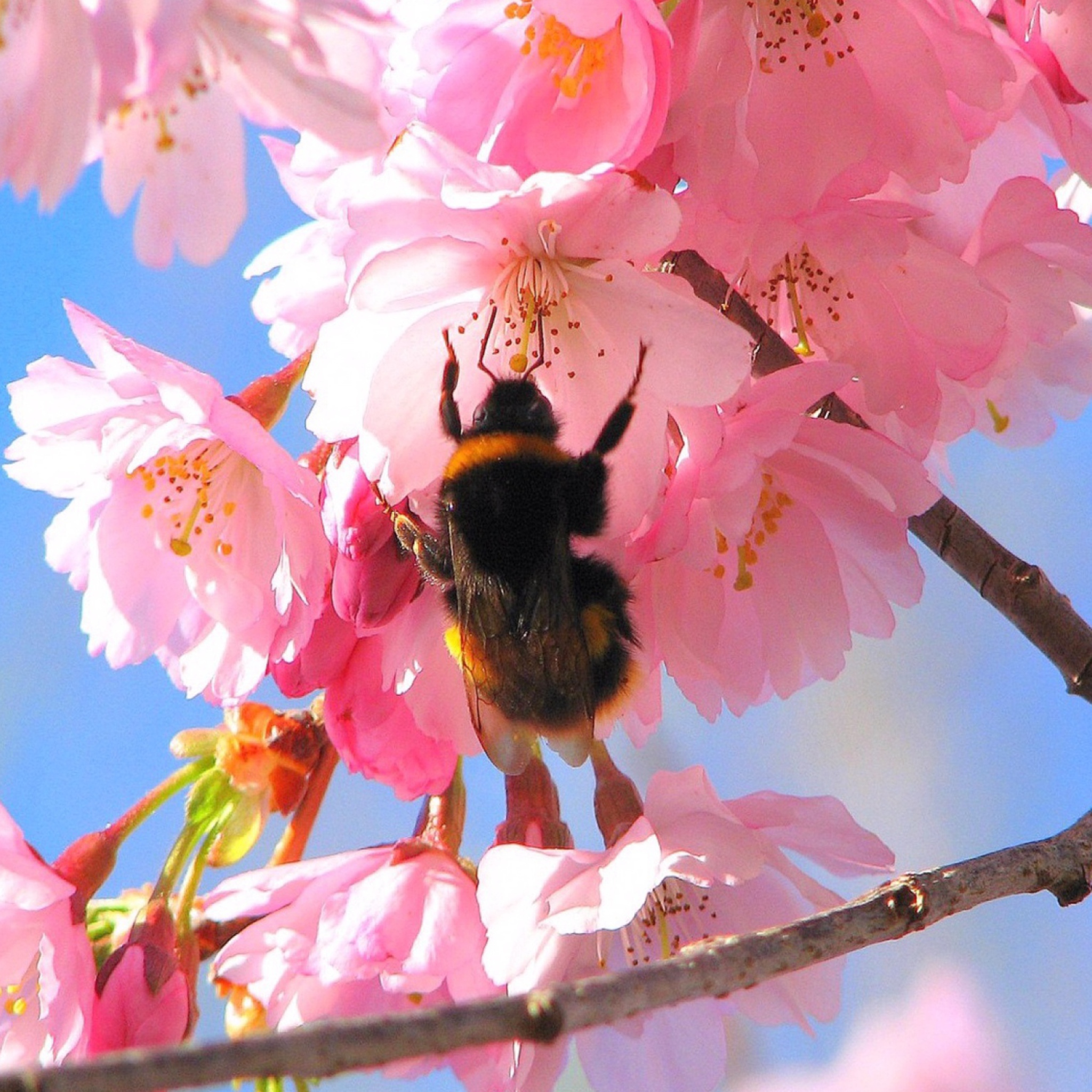 Обои Bee And Pink Flower 2048x2048