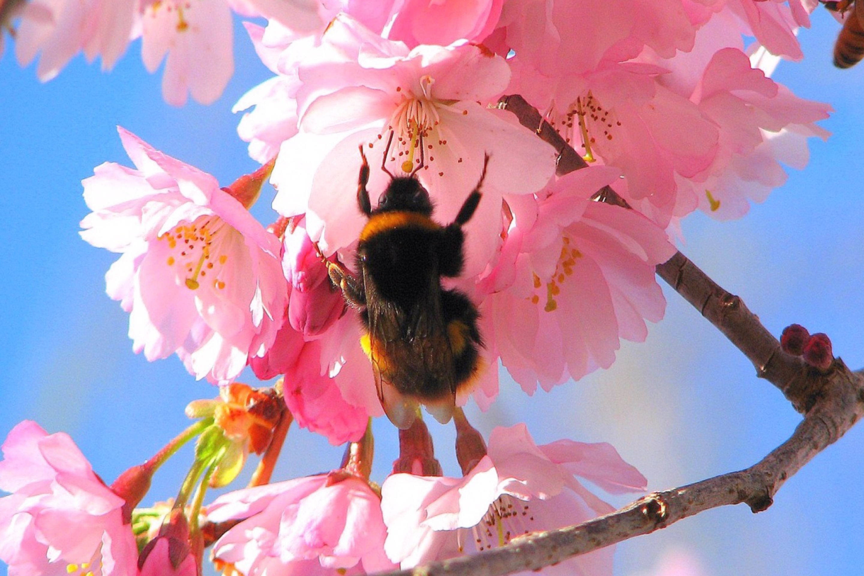 Das Bee And Pink Flower Wallpaper 2880x1920