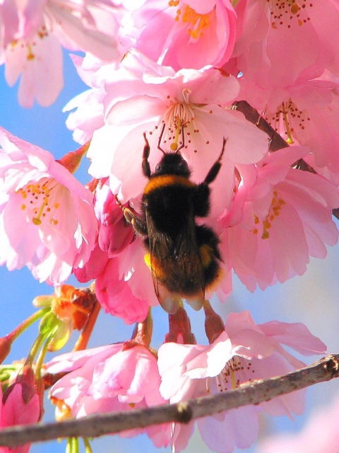 Das Bee And Pink Flower Wallpaper 480x640