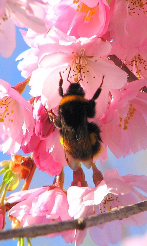 Bee And Pink Flower wallpaper 480x800