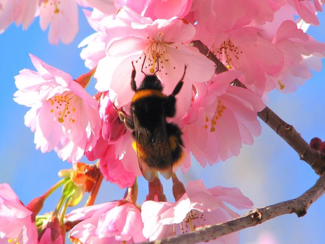 Bee And Pink Flower wallpaper 640x480