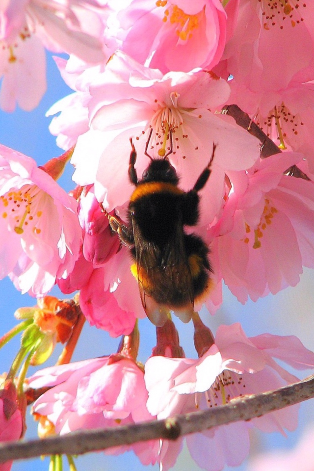 Обои Bee And Pink Flower 640x960