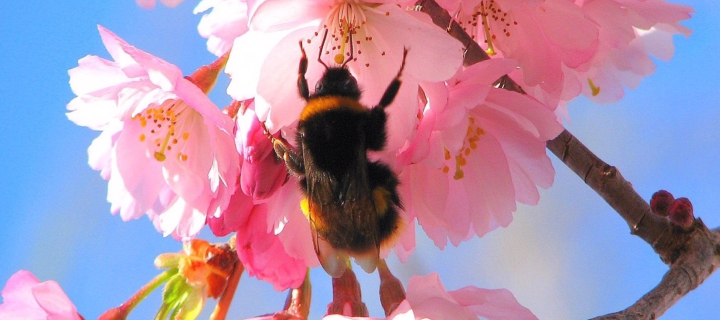 Das Bee And Pink Flower Wallpaper 720x320