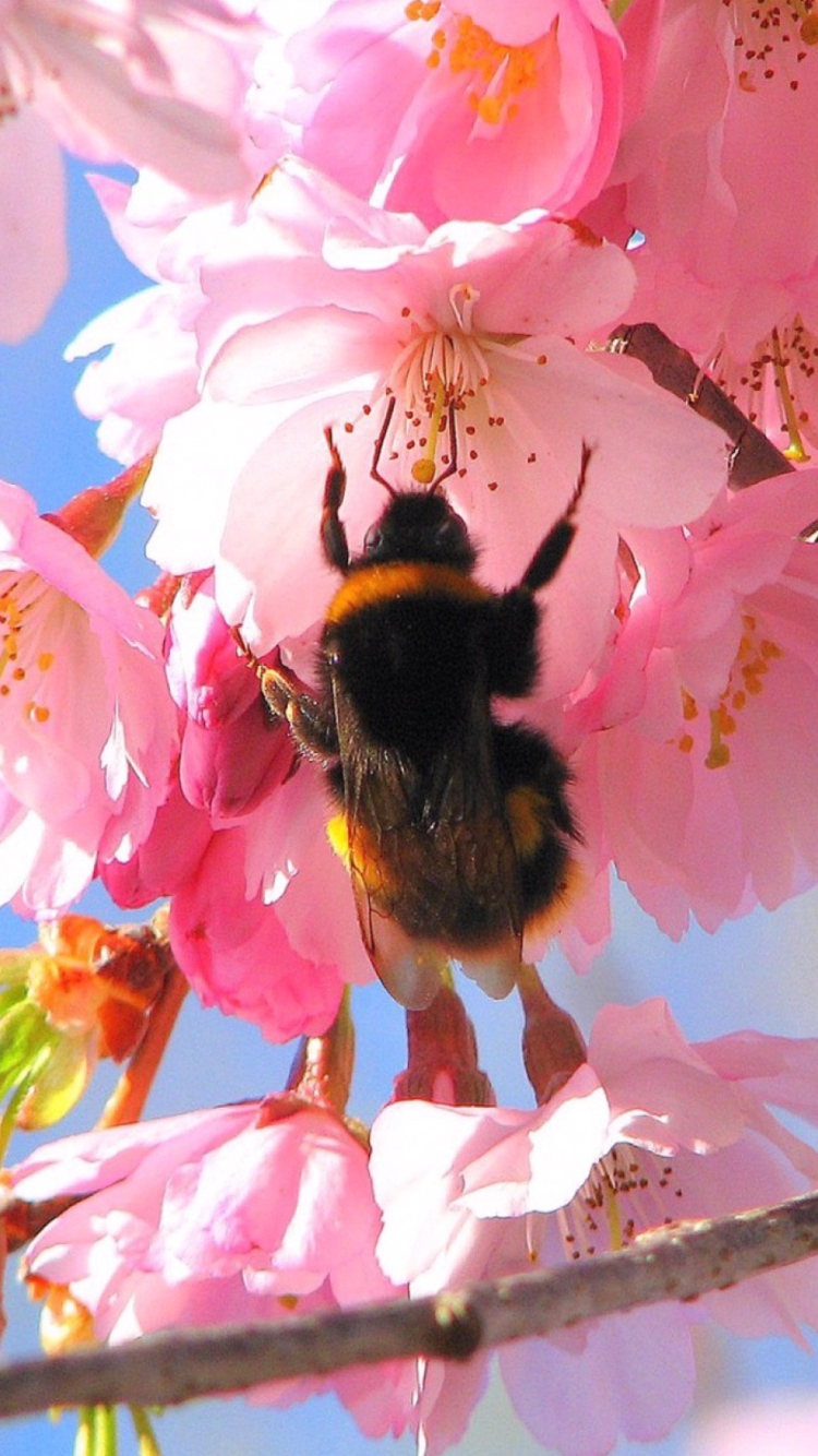 Screenshot №1 pro téma Bee And Pink Flower 750x1334