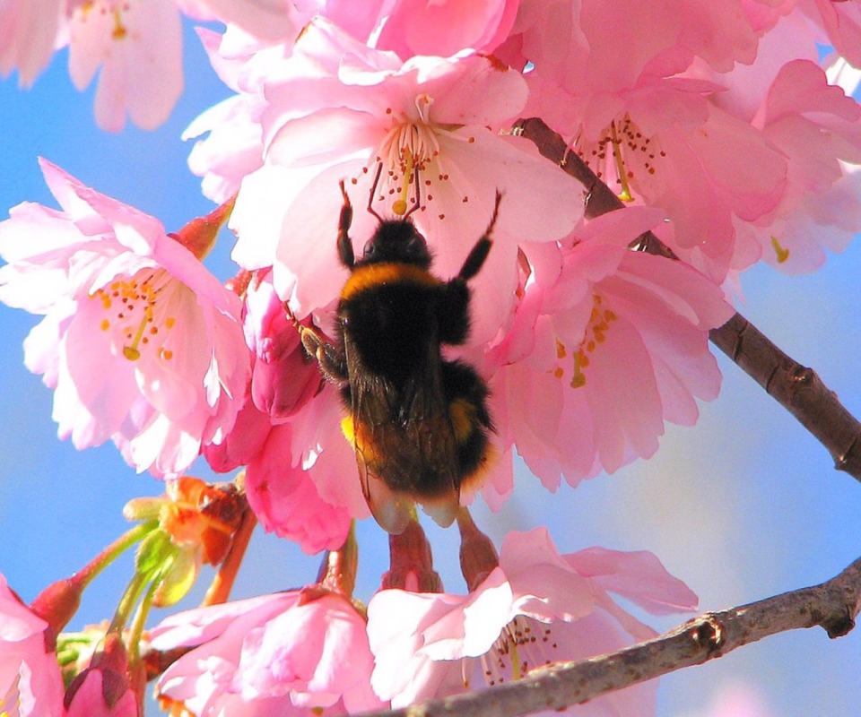 Обои Bee And Pink Flower 960x800