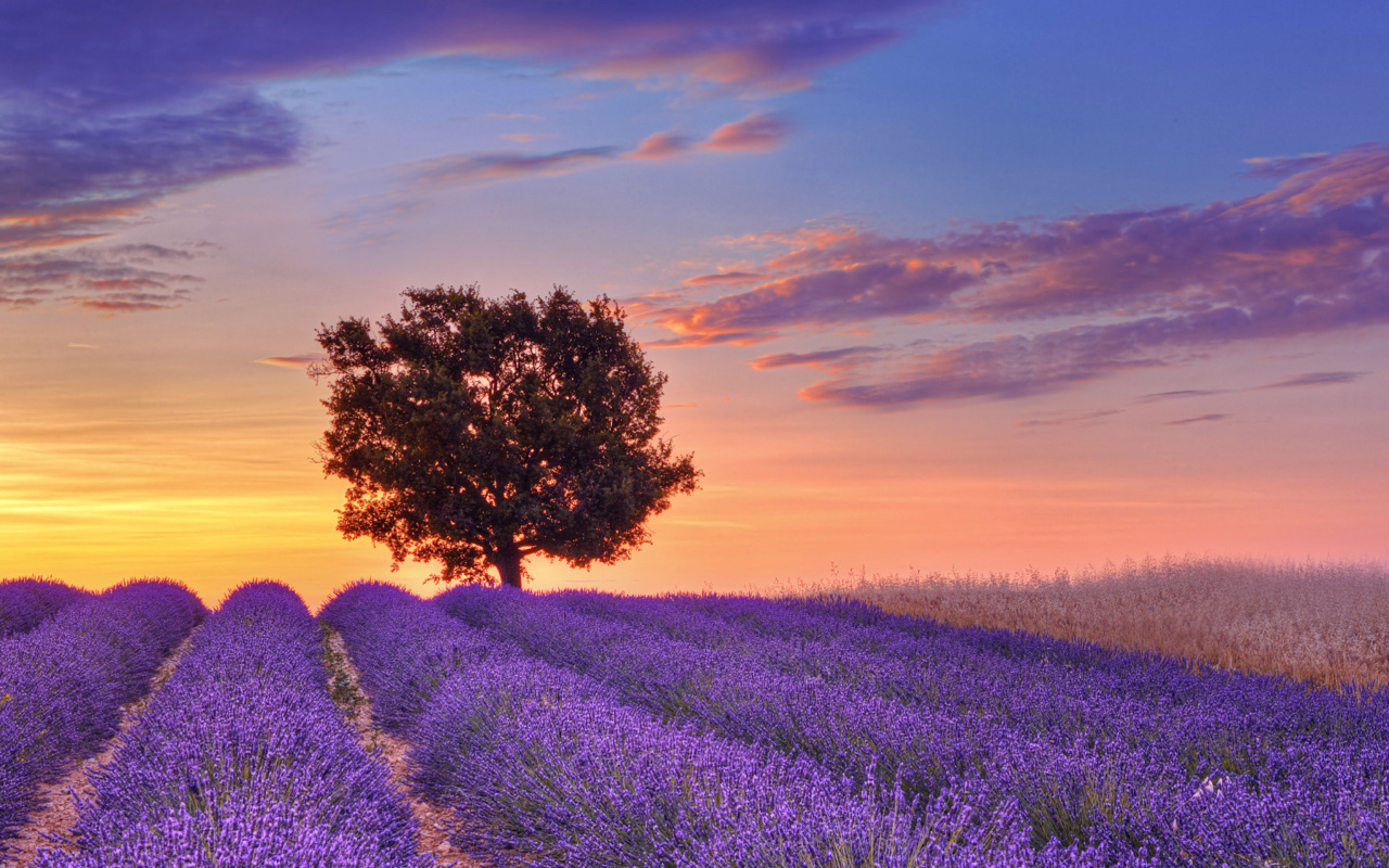 Lavender Fields in Provence wallpaper 1280x800