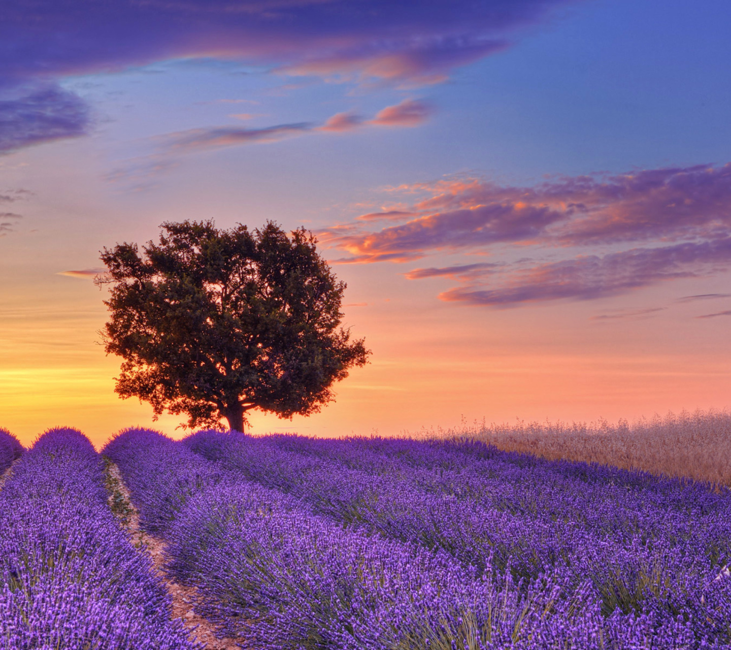 Das Lavender Fields in Provence Wallpaper 1440x1280