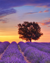 Das Lavender Fields in Provence Wallpaper 176x220
