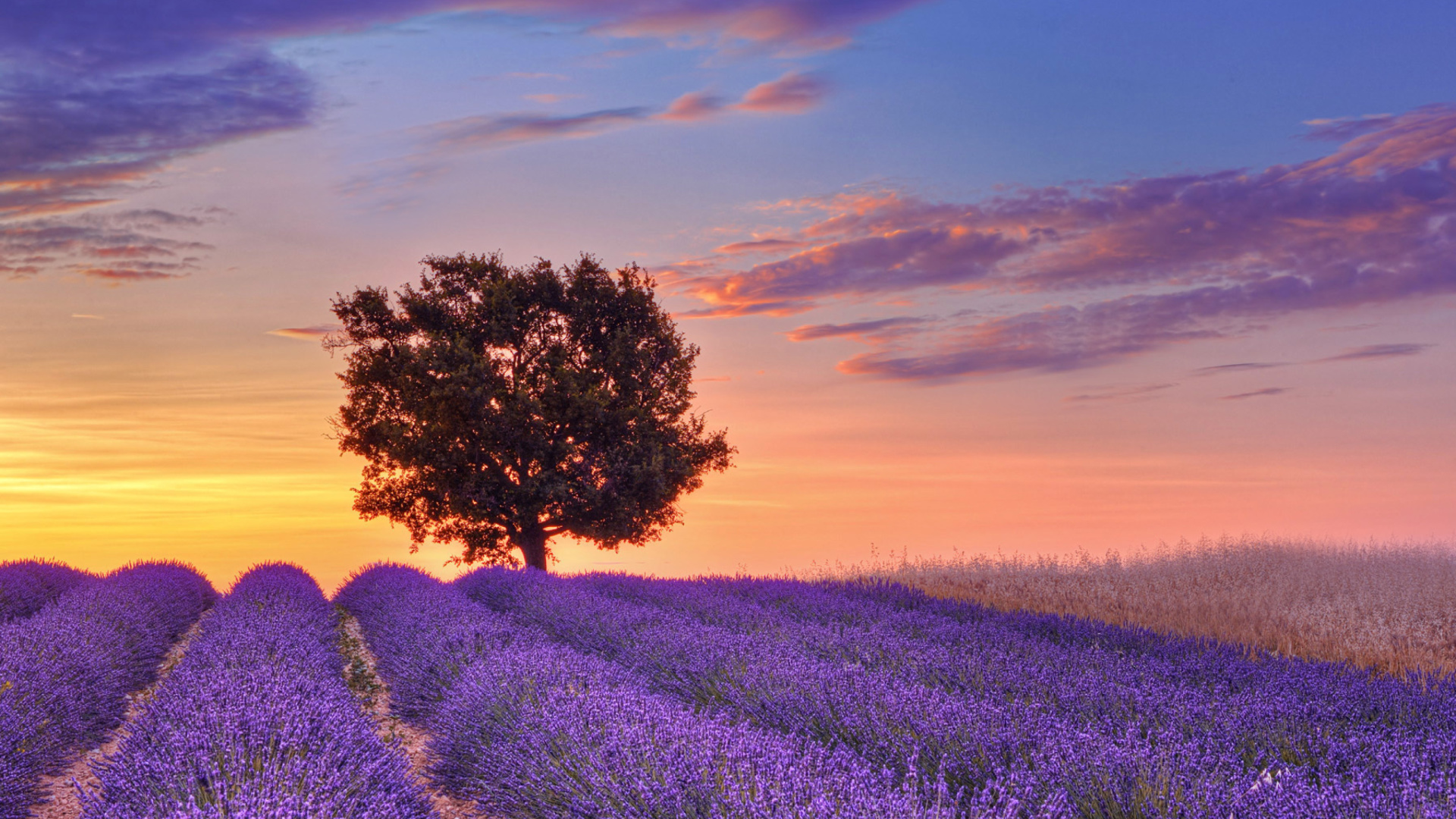 Sfondi Lavender Fields in Provence 1920x1080