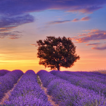 Lavender Fields in Provence wallpaper 208x208