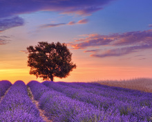 Lavender Fields in Provence wallpaper 220x176